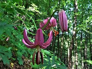 15 Lilium martagon (Giglio martagone)